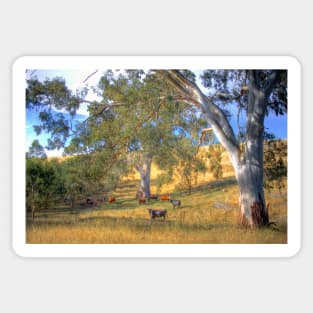 Among the Gum Trees - Adelaide Hills, SA Sticker